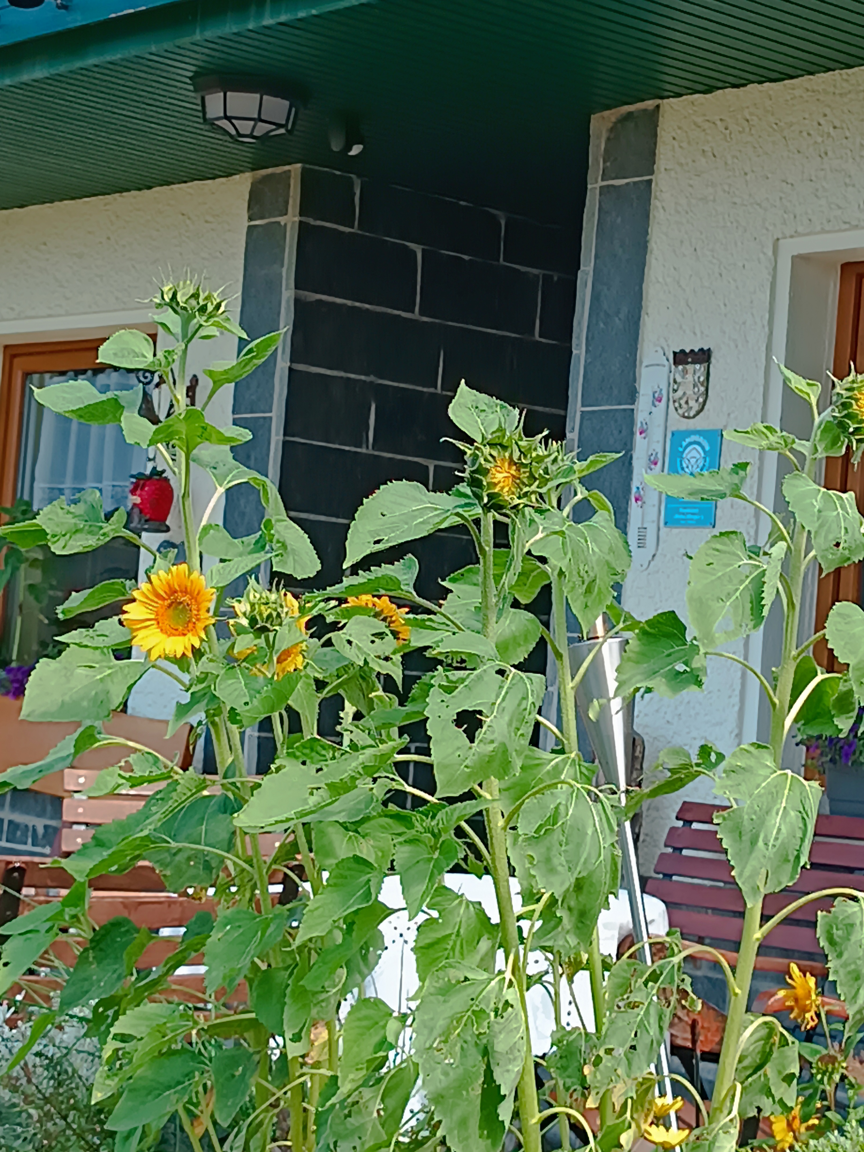 Sommerschmuck zum Verstecken