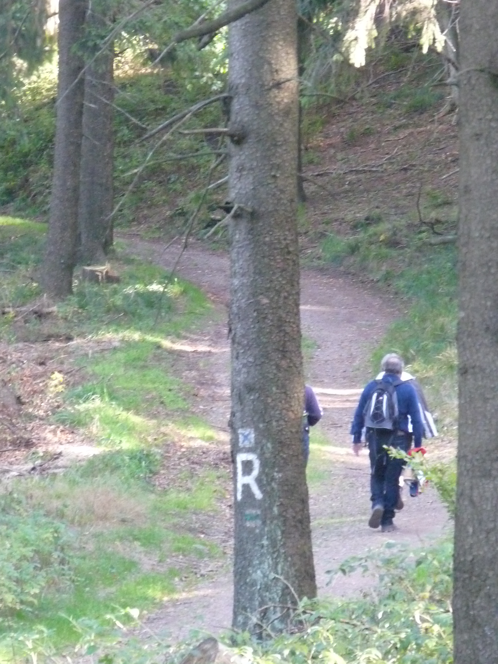 Waldwanderung am Rennsteig/Wanderregion Inselsberg/Thueringer Wald